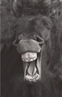 page 9 - 29.4 K - ACTUAL SIZE  - Click to enlarge